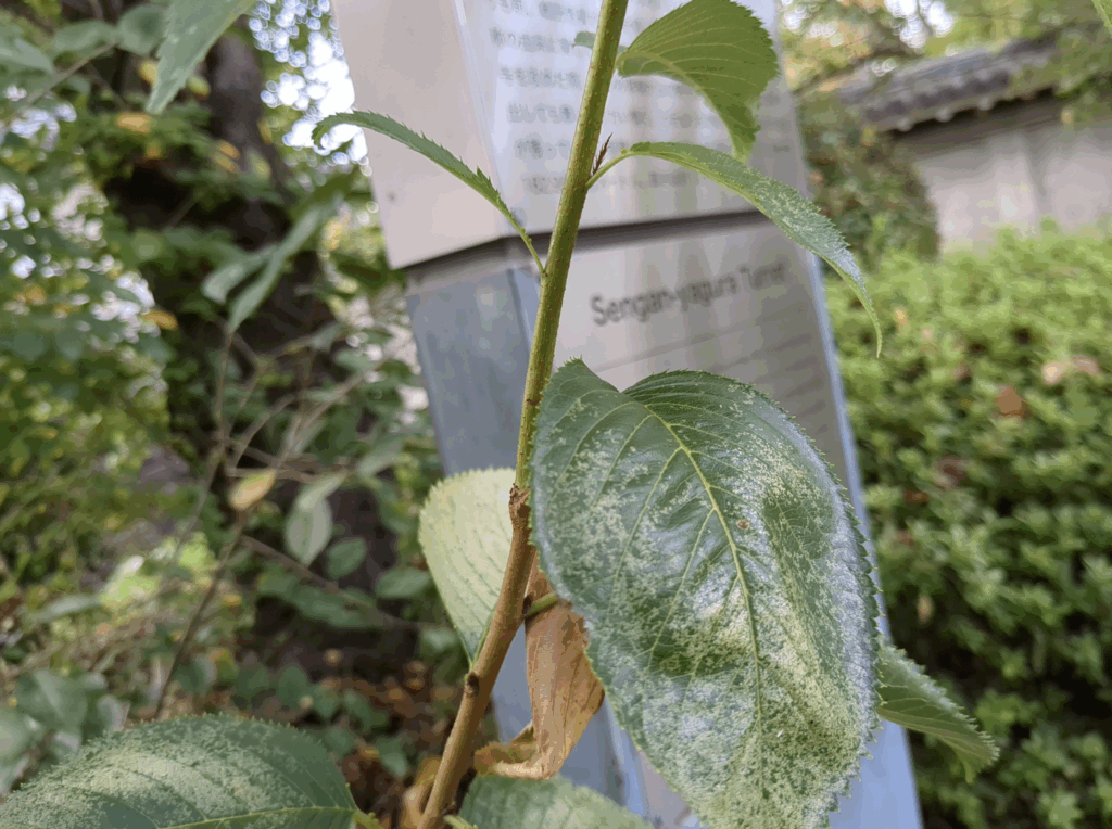 this picture dos not ave a focusrite